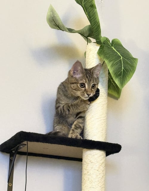 ARBY - Domestic Short Hair available for adoption