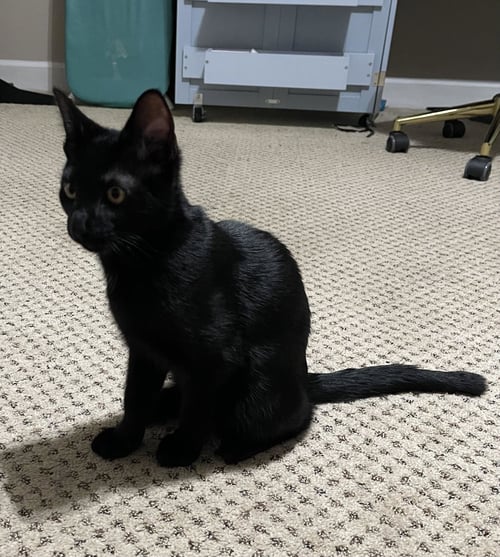 ROCKY - Domestic Short Hair available for adoption