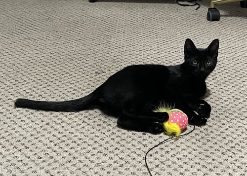 ROCKY - Domestic Short Hair available for adoption