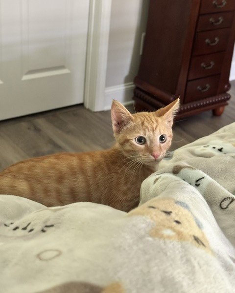 OLIVER