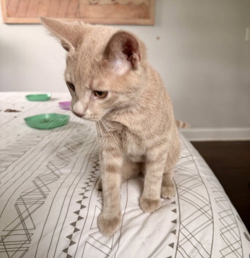 NIMBUS - Domestic Short Hair available for adoption