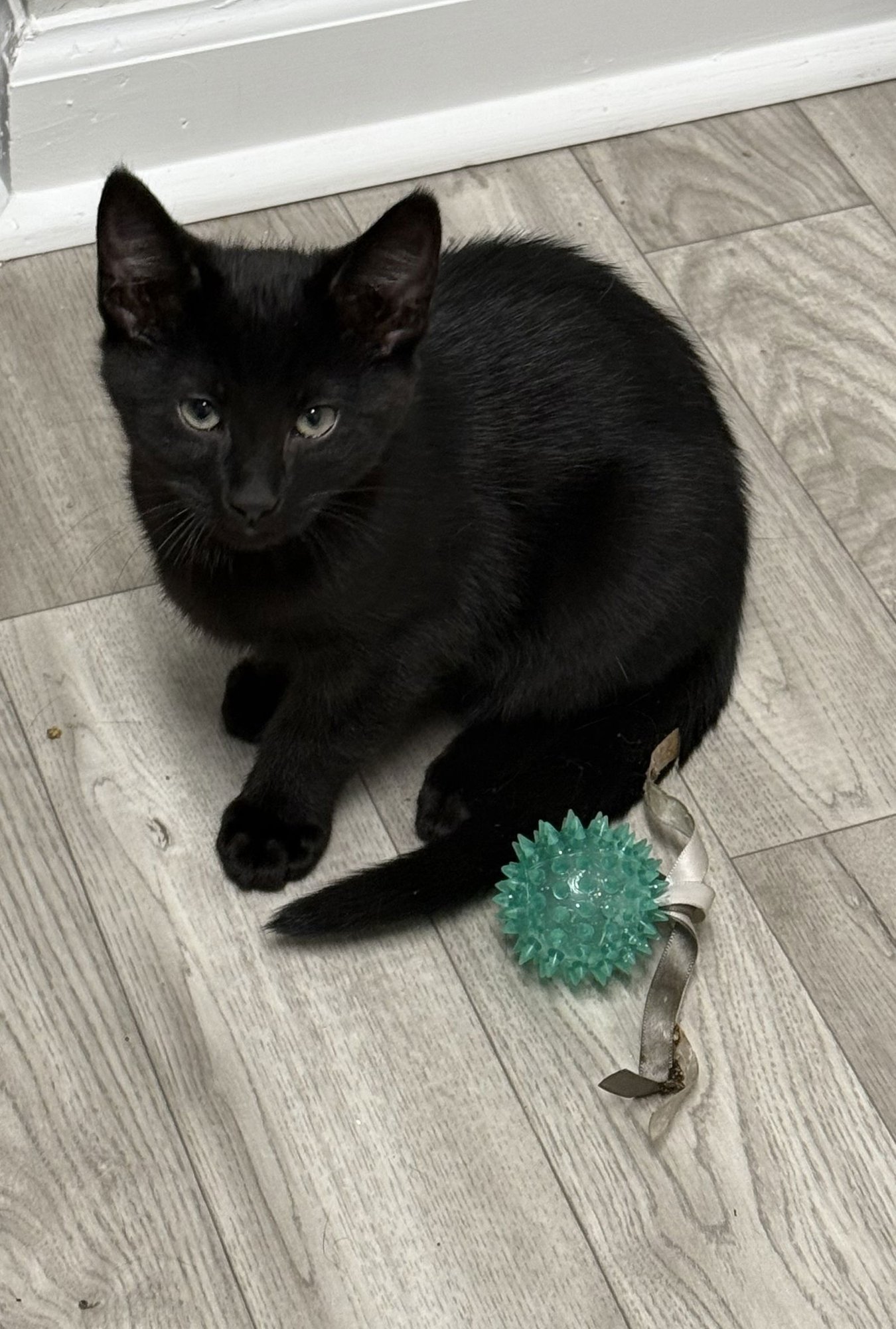 CALIX - Domestic Short Hair available for adoption