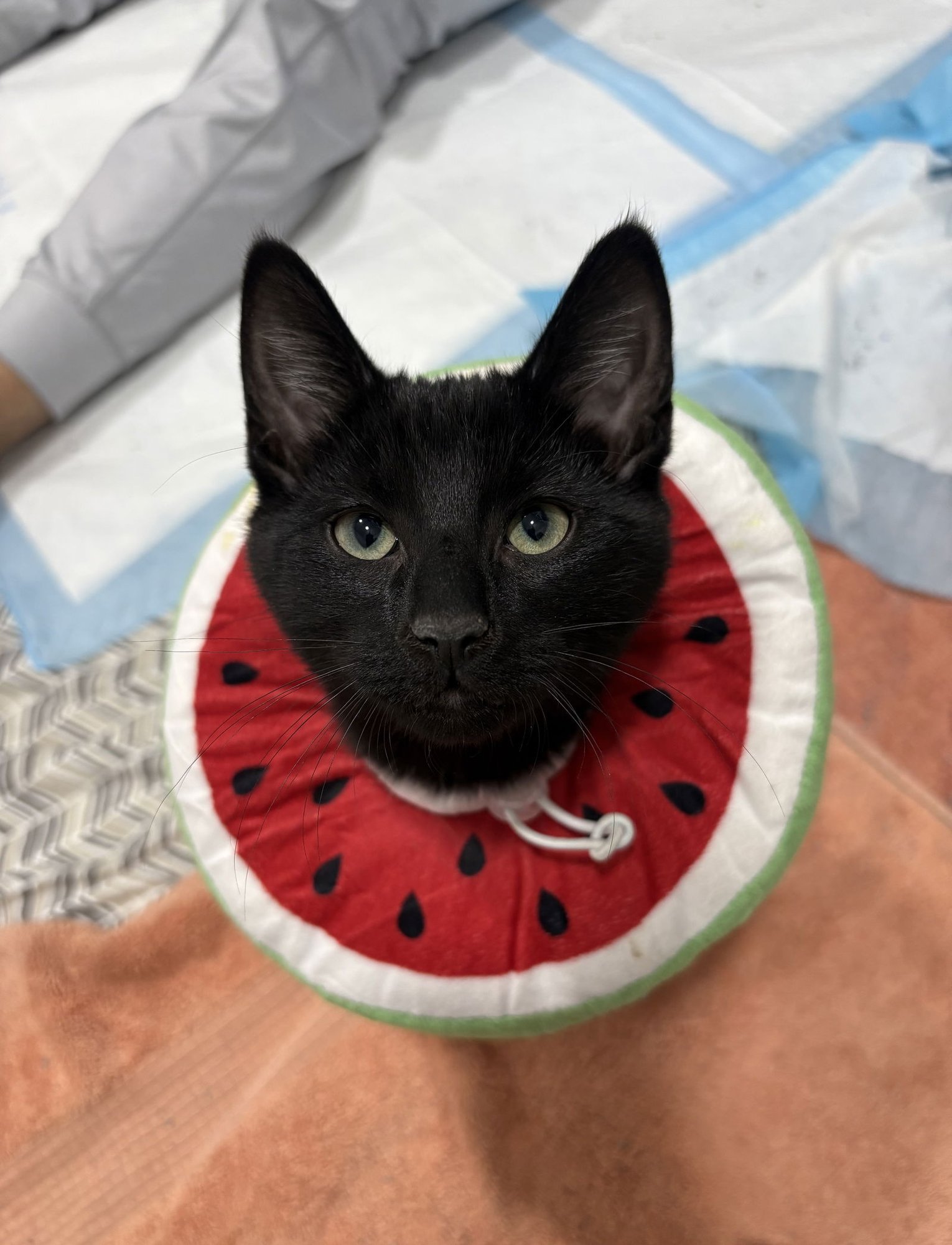 CALIX - Domestic Short Hair available for adoption