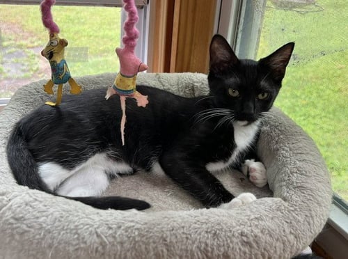 FIDDLE - Domestic Short Hair available for adoption