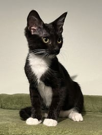 Fiddle - Photo 5