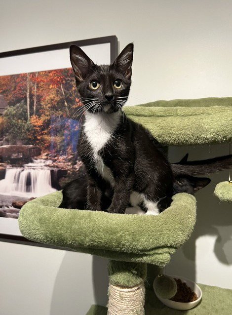 FIDDLE - Domestic Short Hair for adoption in Nashville