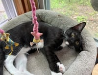 Fiddle - Photo 6