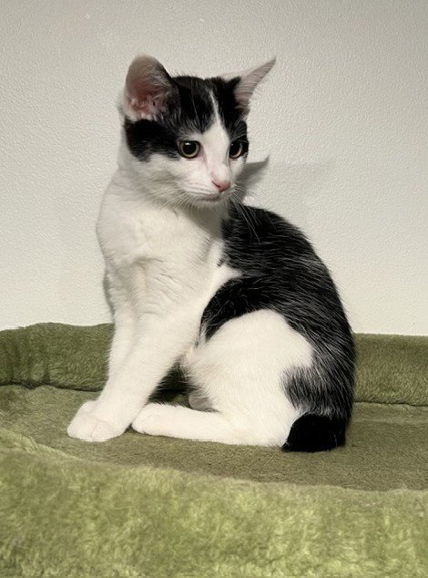 BOBBI - Domestic Short Hair / Bobtail for adoption in Nashville