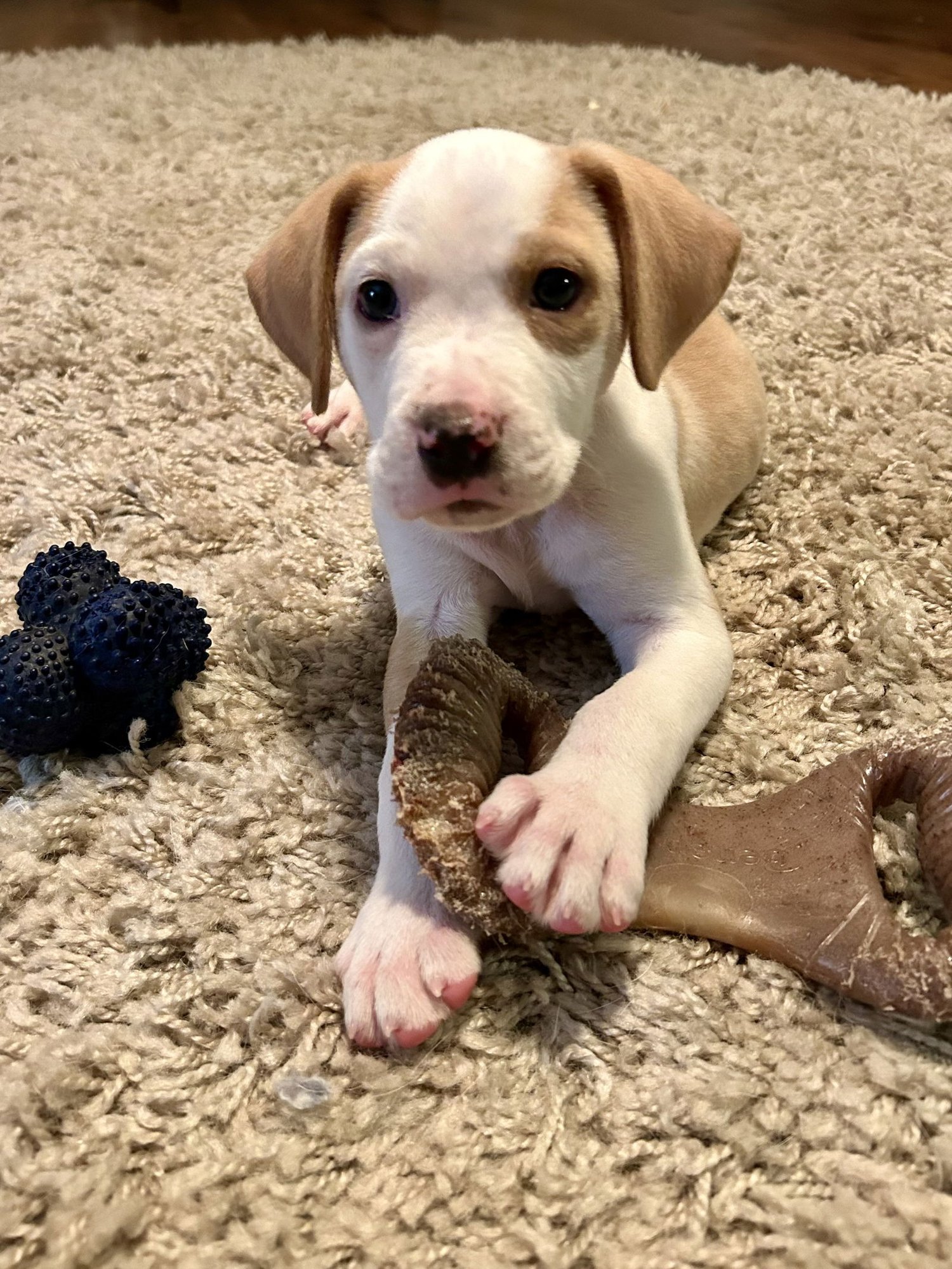 JOSHUA - Pit Bull Terrier available for adoption