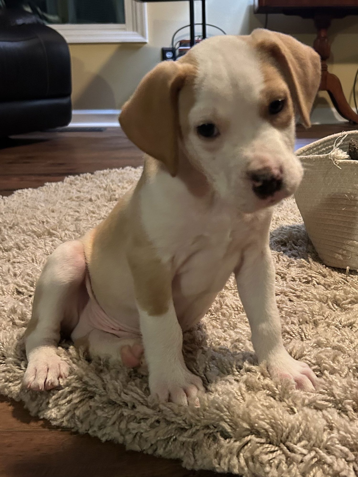 JOSHUA - Pit Bull Terrier available for adoption