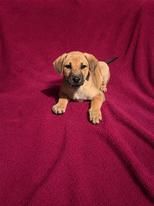 TRISHA - Labrador Retriever available for adoption