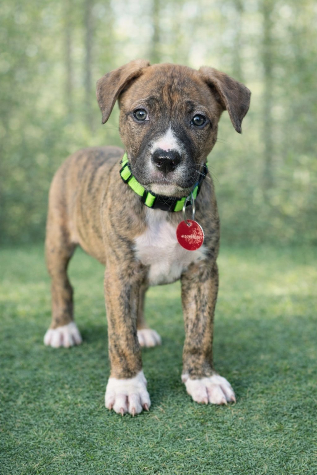 WASHINGTON (M) - Pit Bull Terrier for adoption in Nashville