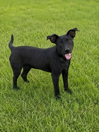 Alan Alabama (m) - Photo 1