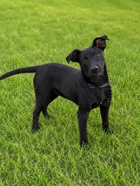 Alan Alabama (m) - Photo 2