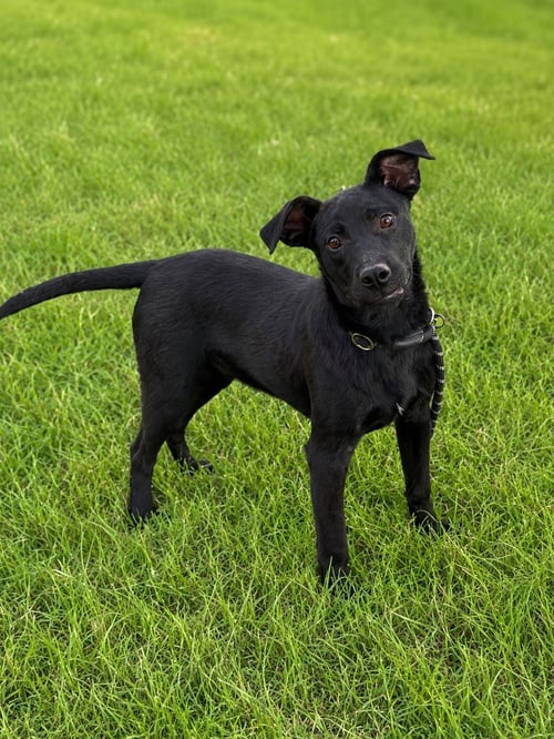 ALAN ALABAMA (M) - Shepherd available for adoption