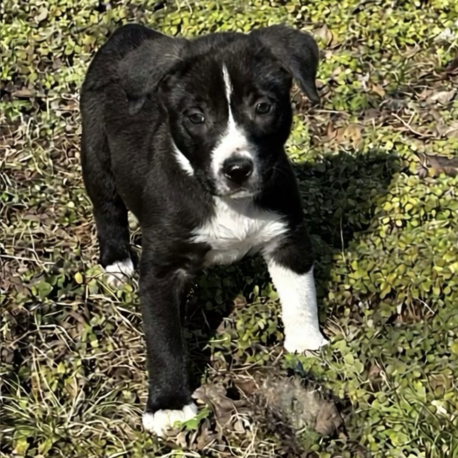 SUGAR COOKIE (F) - Australian Shepherd available for adoption