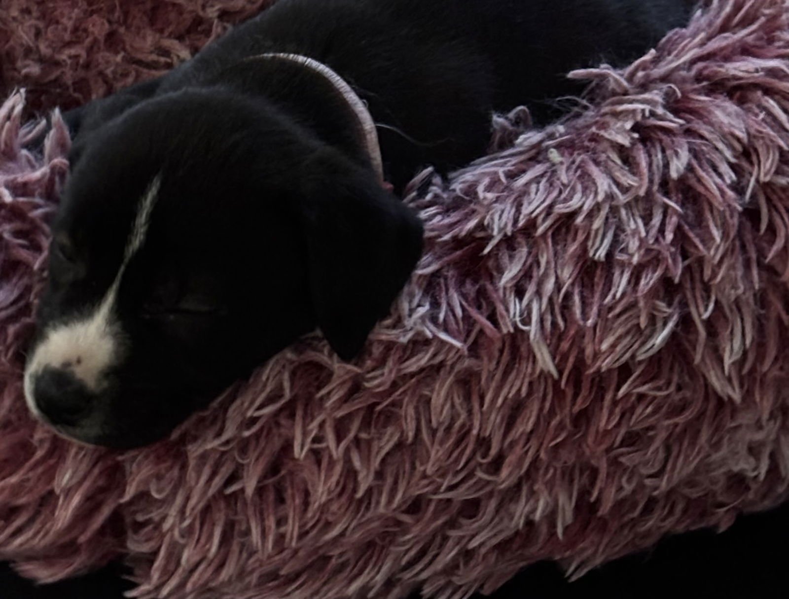 SUGAR COOKIE (F) - Australian Shepherd available for adoption