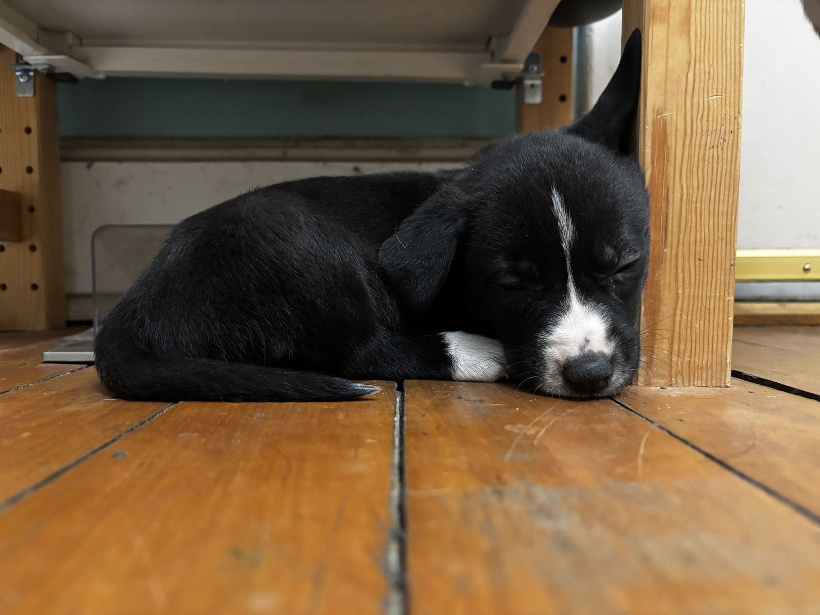 Sugar Cookie (F) - Photo 3