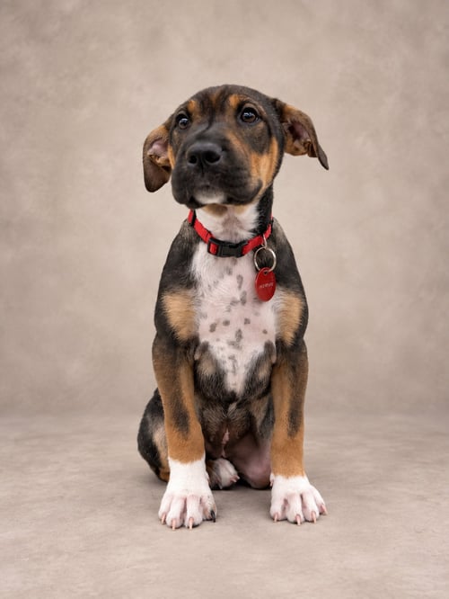 BETSY ROSS - Pit Bull Terrier available for adoption