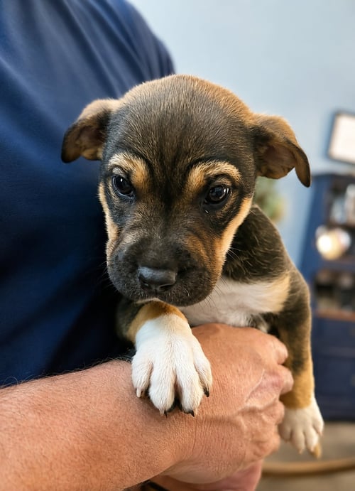 BETSY ROSS - Pit Bull Terrier available for adoption