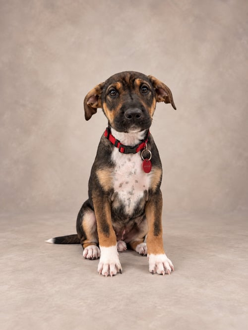 BETSY ROSS - Pit Bull Terrier available for adoption