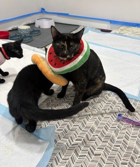 HAZEL - Tortoiseshell available for adoption