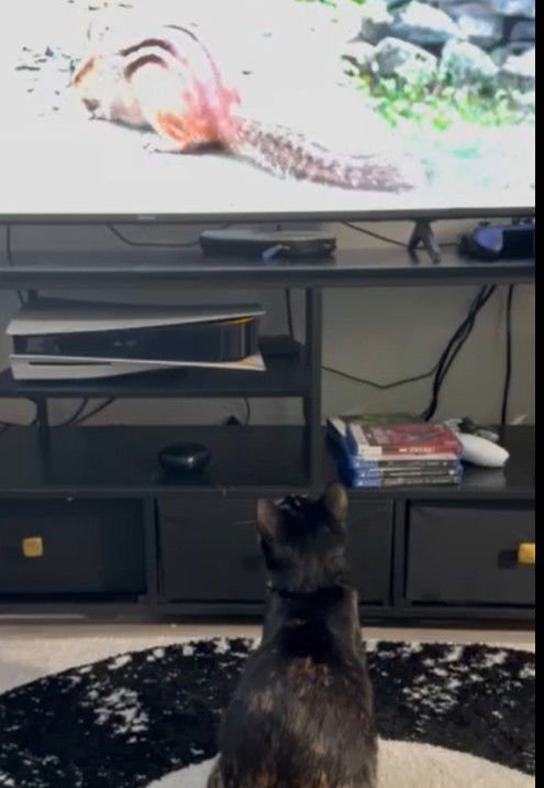 HAZEL - Tortoiseshell available for adoption