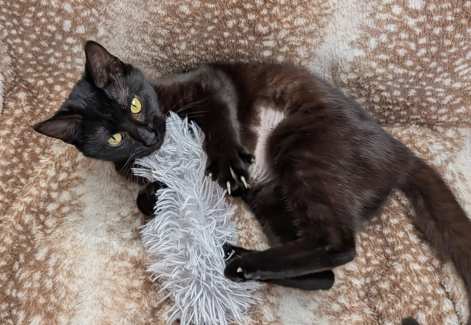 NATASHA - Domestic Short Hair available for adoption