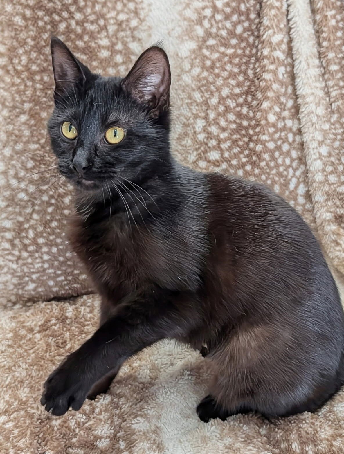 NATASHA - Domestic Short Hair available for adoption