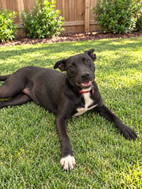 Harlow (f) - Photo 1