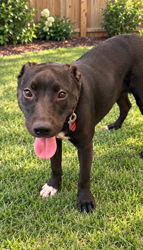 HARLOW (F) - Pit Bull Terrier / Labrador Retriever available for adoption