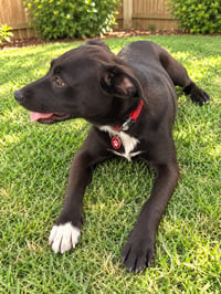Harlow (f) - Photo 3