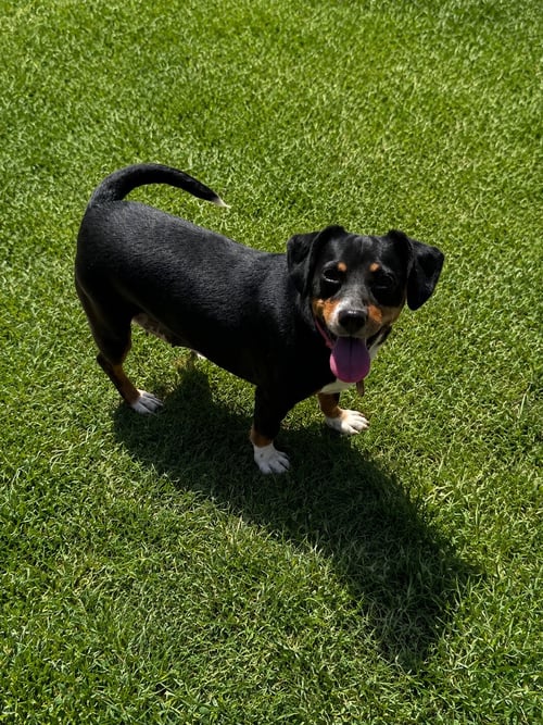 BRIDGETT - Chihuahua / Beagle available for adoption