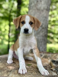 Rolo (M) - Photo 1