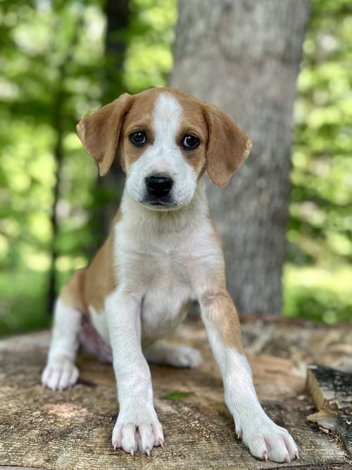 ROLO (M) - Hound available for adoption