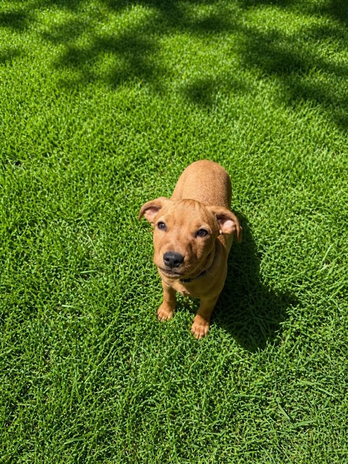 PEARL (F) - Dachshund / Hound available for adoption