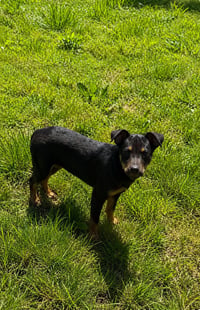 Pepsi (M) - Photo 1