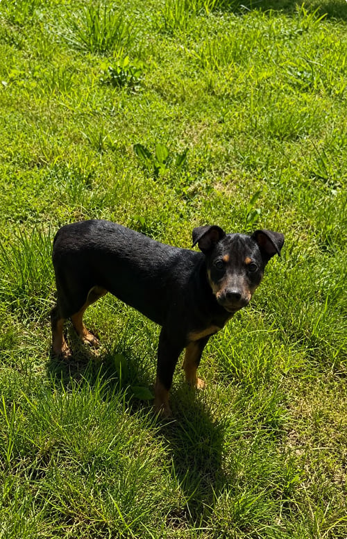 PEPSI (M) - Rottweiler / Australian Shepherd available for adoption