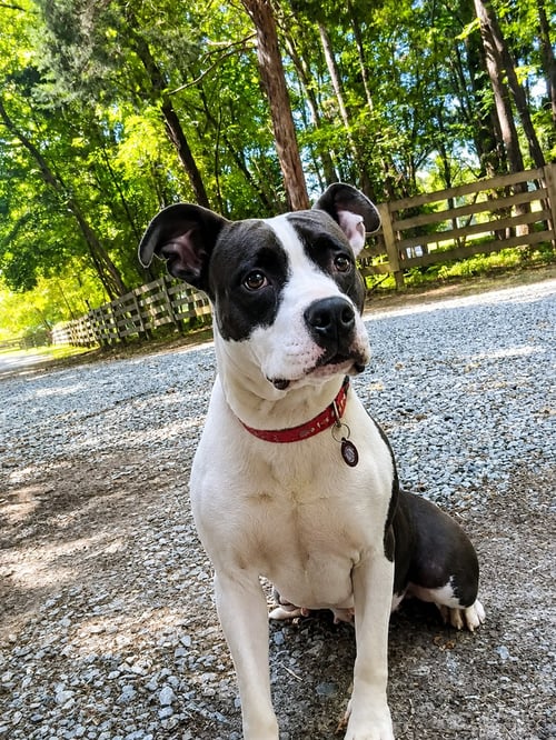 LEXUS (F) - Pit Bull Terrier available for adoption