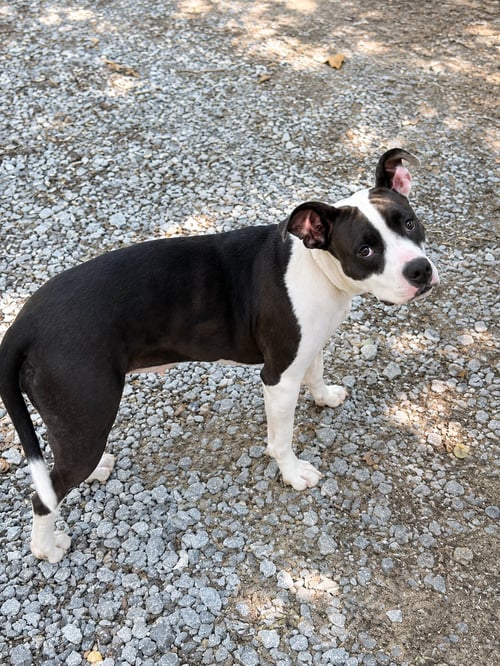 LEXUS (F) - Pit Bull Terrier available for adoption