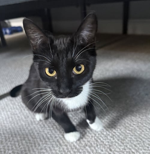 PANDA - Domestic Short Hair available for adoption