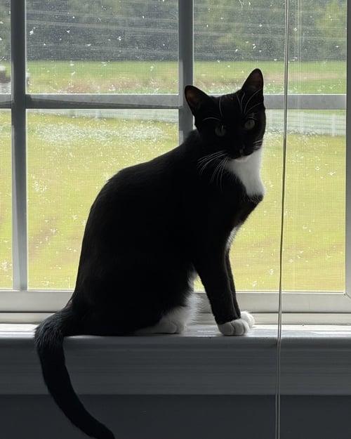 PANDA - Domestic Short Hair available for adoption