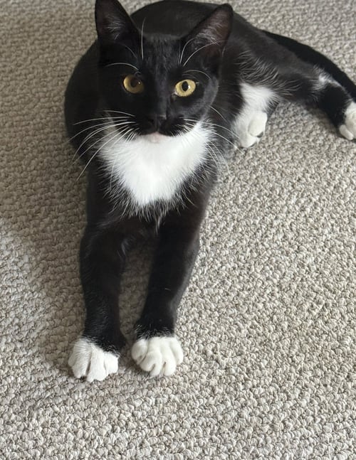 PANDA - Domestic Short Hair available for adoption