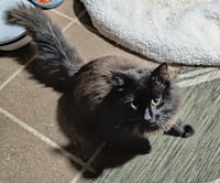 Loki - Photo 3
