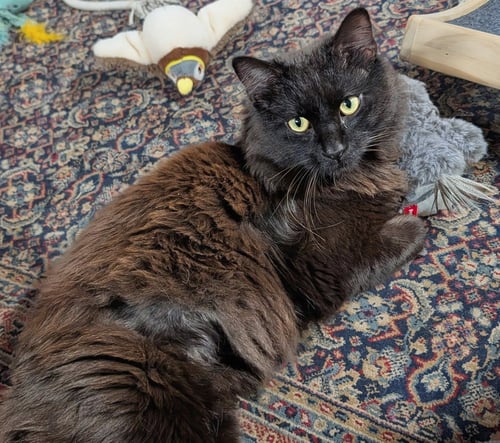 LOKI - Domestic Medium Hair available for adoption