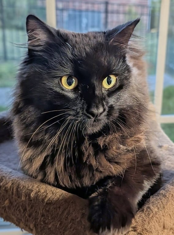 Loki Image