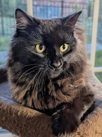 Loki - Photo 1