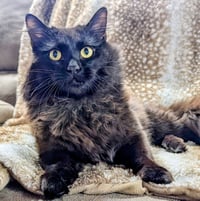 Loki - Photo 8