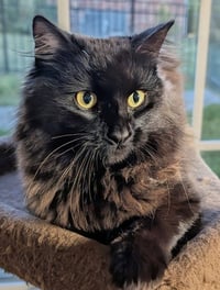 Loki - Photo 7