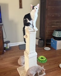 Elliott - Photo 1